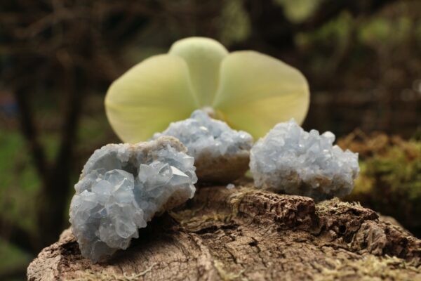 Druse de Celestine